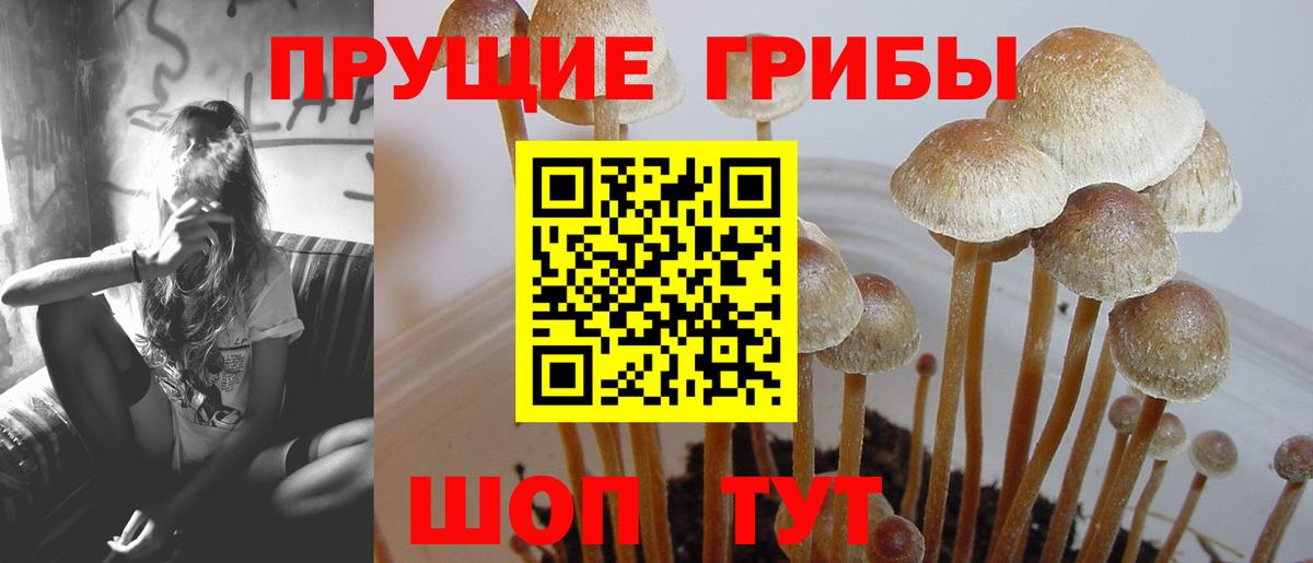 Галлюциногенные грибы GOLDEN TEACHER Коломна
